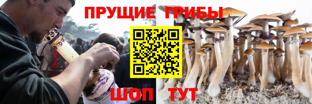 где найти наркотики  Псилоцибиновые грибы GOLDEN TEACHER  Вход с VPN  Галлюциногенные грибы Magic Shrooms  Кольчугино 